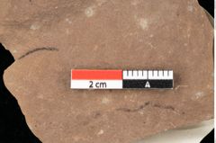 Foto (Detailansicht) von Antholithes stiriacus Kovar-Eder et Z.Kvacek sp.nov. (NHMW-GEO-2024-0188-0427)